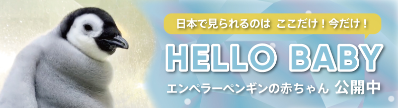 エンペラーペンギンの赤ちゃん