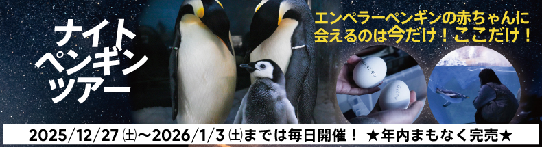 ナイトペンギン2026