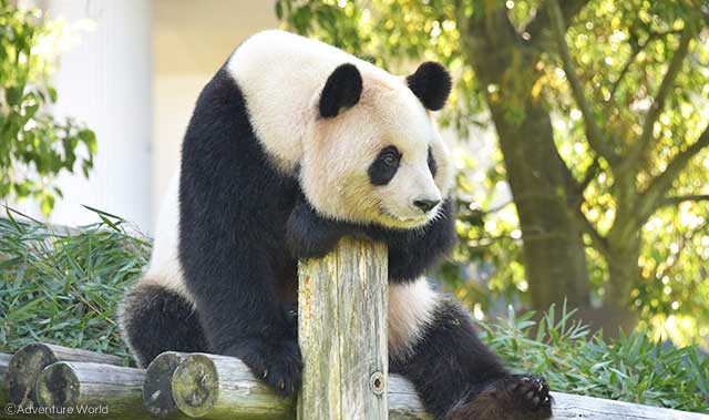 ジャイアントパンダ 動物の紹介 アドベンチャーワールド