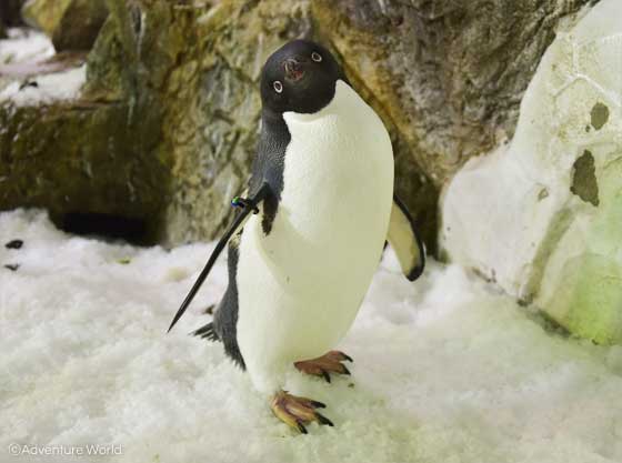 アドベンチャーワールドのアデリーペンギン