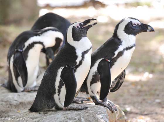 アドベンチャーワールドのケープペンギン