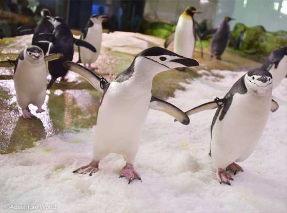 アドベンチャーワールドのヒゲペンギン