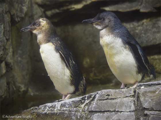 アドベンチャーワールドのフェアリーペンギン