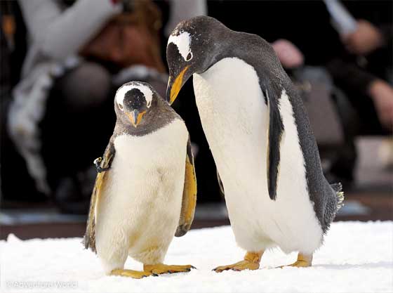 アドベンチャーワールドのジェンツーペンギン