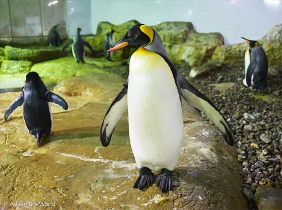 アドベンチャーワールドのキングペンギン