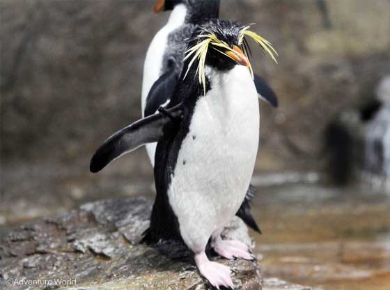 アドベンチャーワールドのキタイワトビペンギン