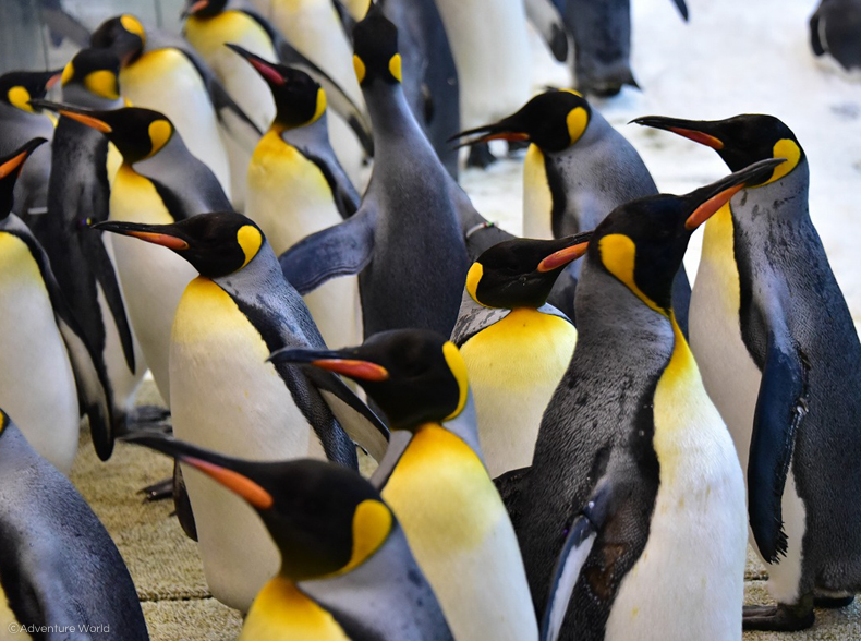 ペンギン王国 施設の紹介 アドベンチャーワールド