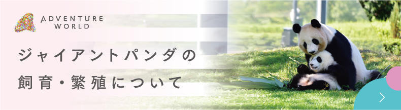 パンダ繁殖研究