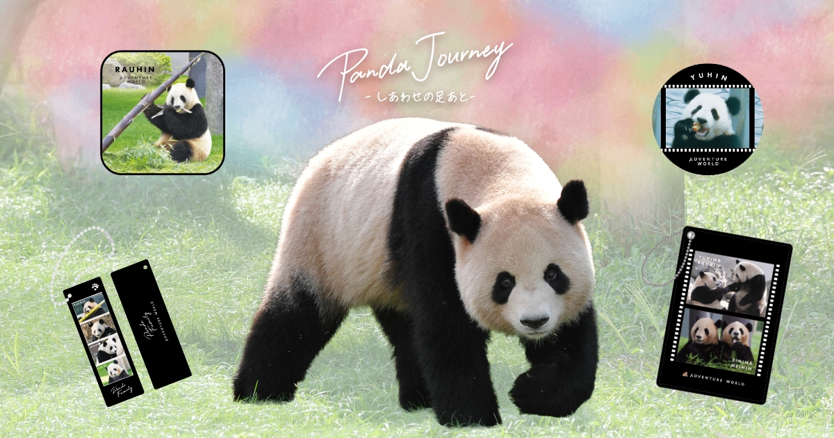 Panda Journey - しあわせの足跡 -｜アドベンチャーワールド 歴代