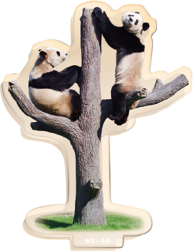 パンダのアクリルスタンド 梅浜・永浜1