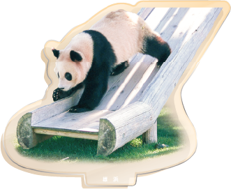 パンダのアクリルスタンド 雄浜1