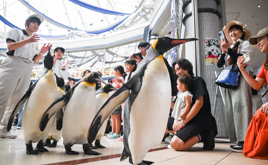 Penguin Parade at the Center Dome