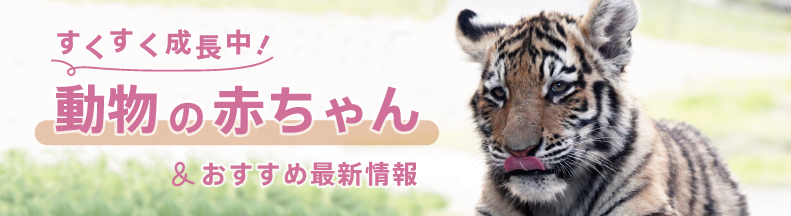 パークの楽しみ方