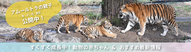 パークの楽しみ方