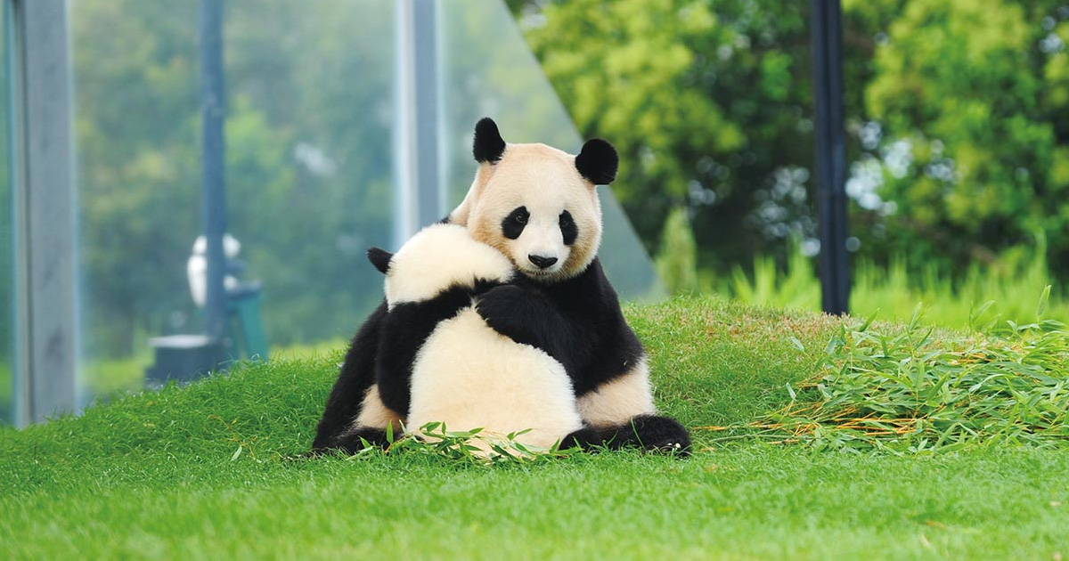 Giant Panda Conservation Joint Project Site