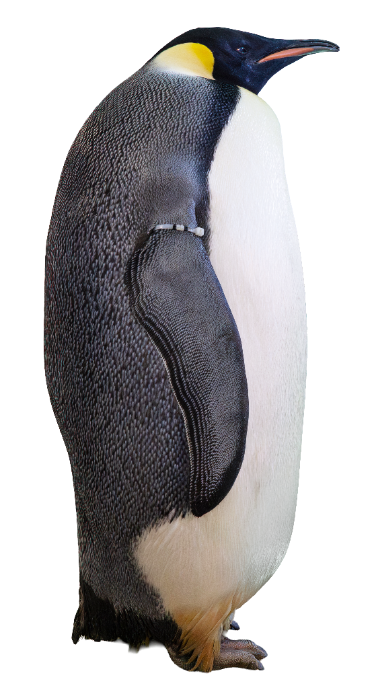 コウテイペンギン