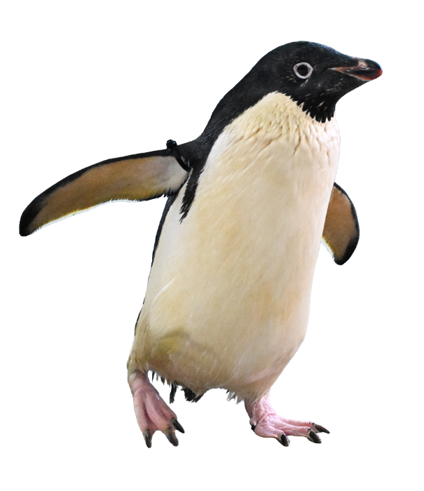 Adelie Penguin
