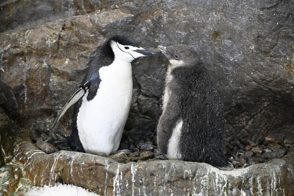 ヒゲペンギンの親子