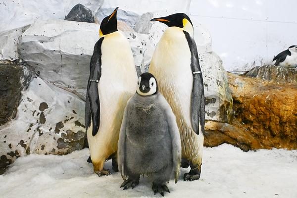 コウテイペンギンの親子