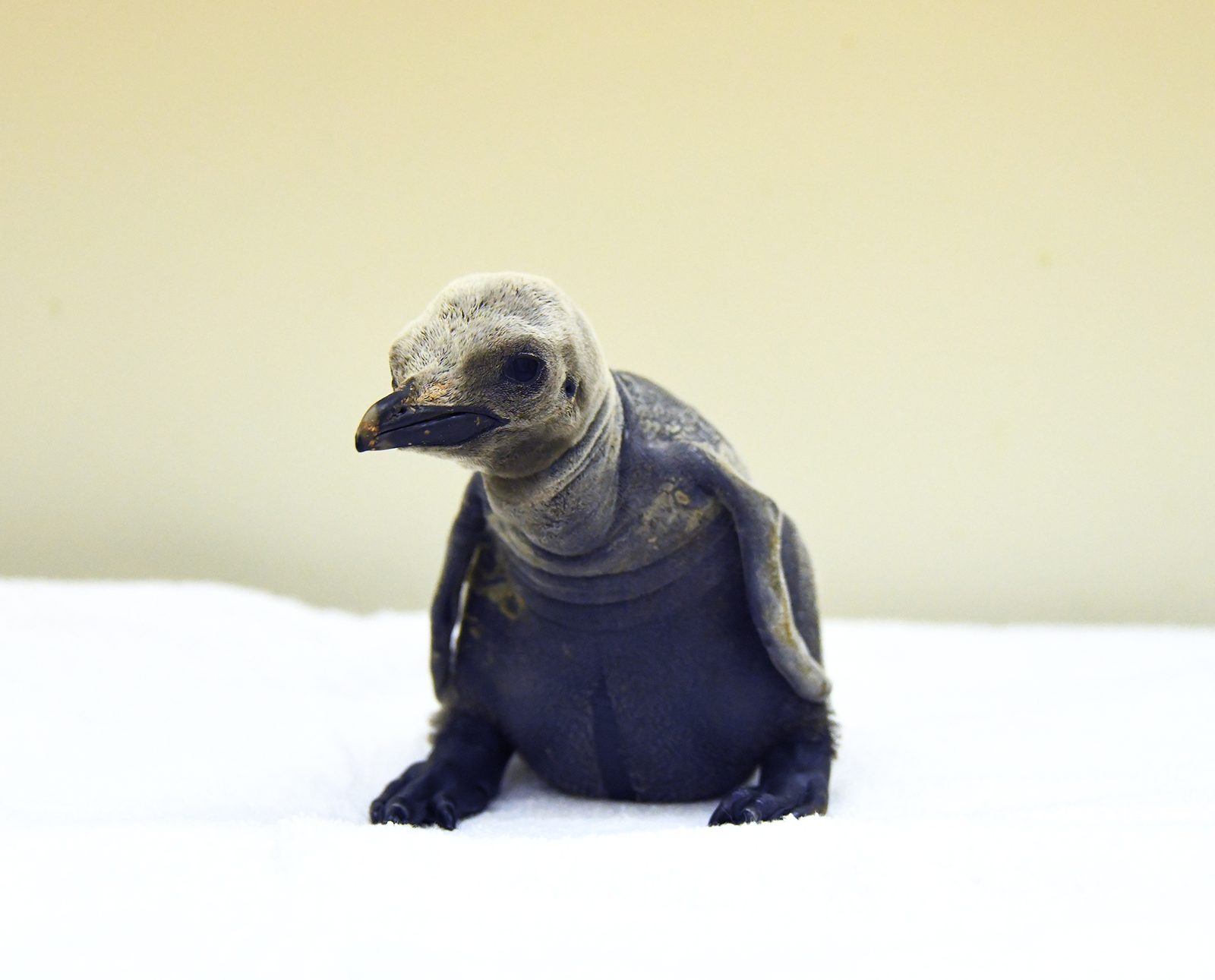 オウサマペンギンの赤ちゃん