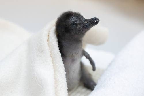 コガタペンギンの赤ちゃん