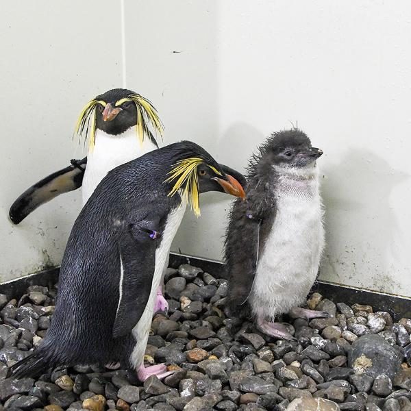 キタイワトビペンギンの親子