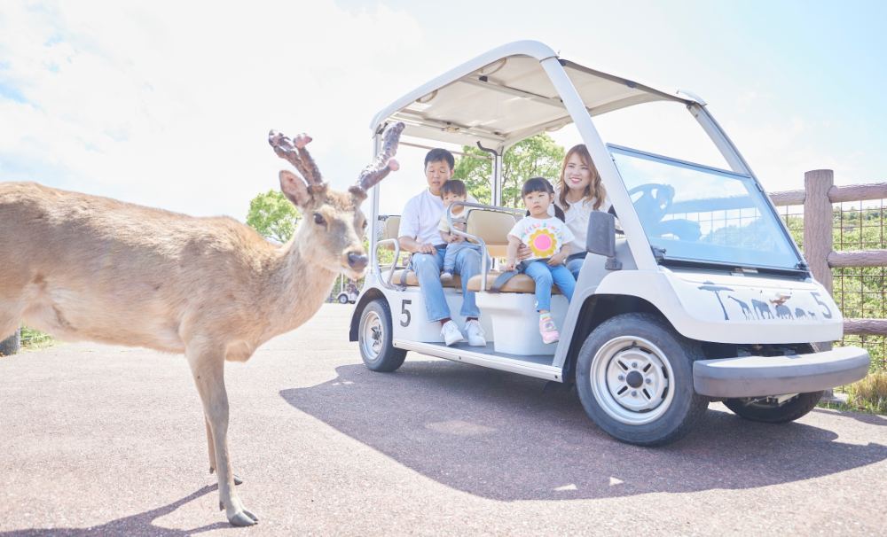 Cart Safari