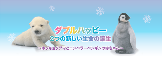 ダブルハッピー ２つの新しい命の誕生 ホッキョクグマとエンペラーペンギンの赤ちゃん トピックス アドベンチャーワールド