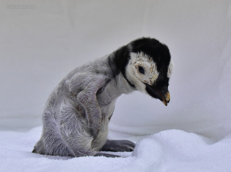 Emperor Penguin Chick Hatching