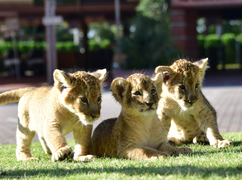 まだまだ会える 三つ子のライオンの赤ちゃん かわいい百獣の王に会えるのは11月30日 木 まで トピックス アドベンチャーワールド