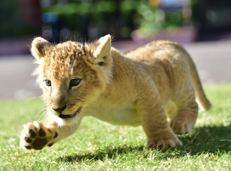 まだまだ会える 三つ子のライオンの赤ちゃん かわいい百獣の王に会えるのは11月30日 木 まで トピックス アドベンチャーワールド