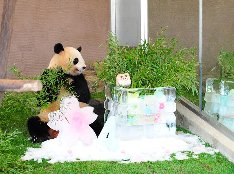 ふたごのジャイアントパンダ 桜浜 おうひん 桃浜 とうひん の4歳の誕生会を開催しました トピックス アドベンチャーワールド