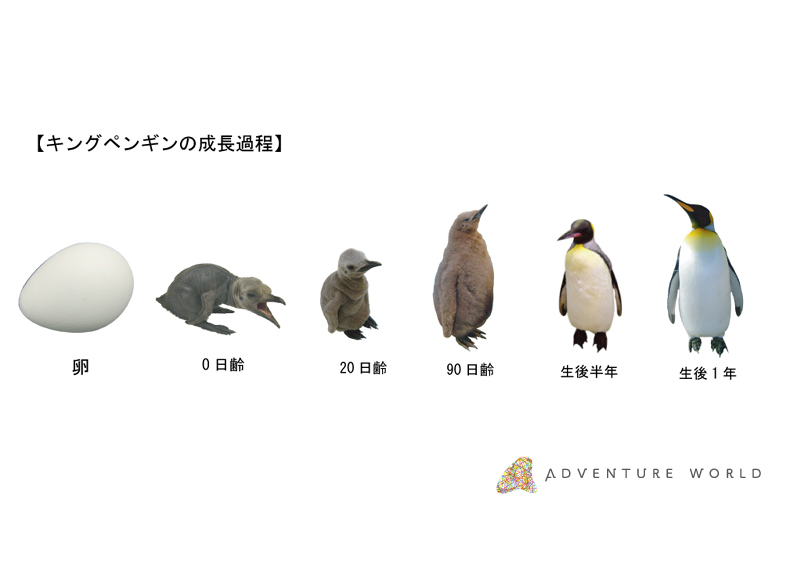 ６羽のキングペンギンの赤ちゃんが誕生しました トピックス アドベンチャーワールド