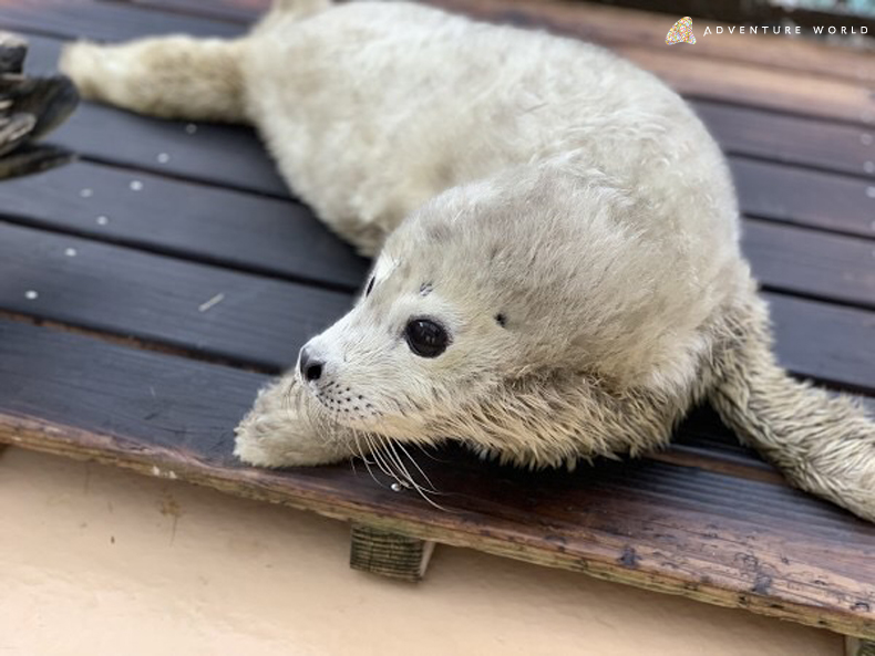 ２０１９年３月１１日 月 １９年ぶりに ゴマフアザラシの赤ちゃんが誕生しました トピックス アドベンチャーワールド