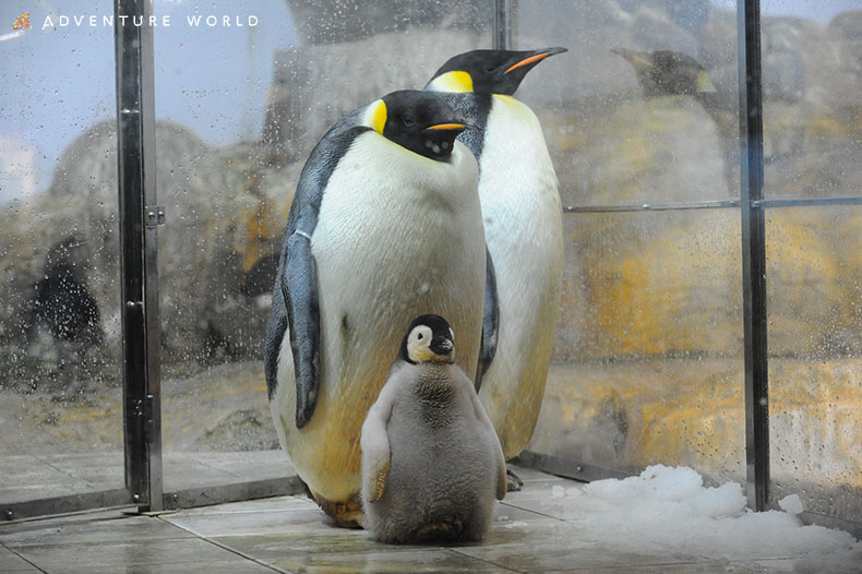 エンペラーペンギン 10月初旬に誕生予定04年の第1羽目誕生以降 13羽目となる赤ちゃんです トピックス アドベンチャーワールド