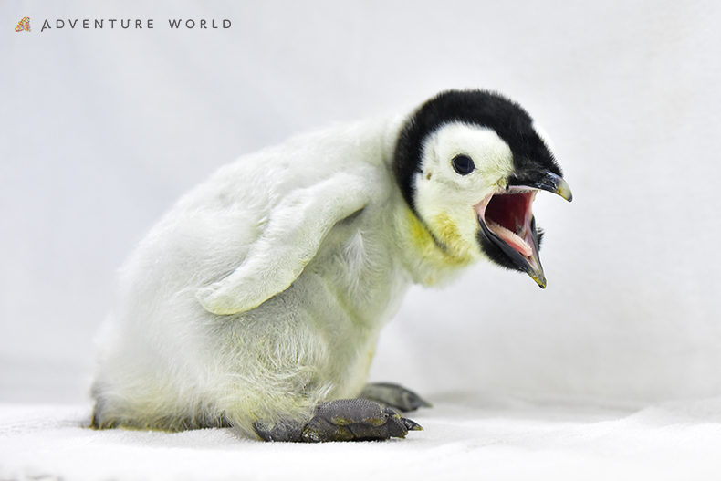 トピックス エンペラーペンギンの赤ちゃん アドベンチャーワールド