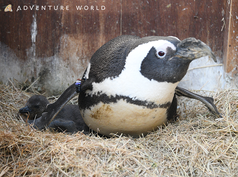 ジェンツーペンギン ケープペンギンの赤ちゃんが誕生しました トピックス アドベンチャーワールド