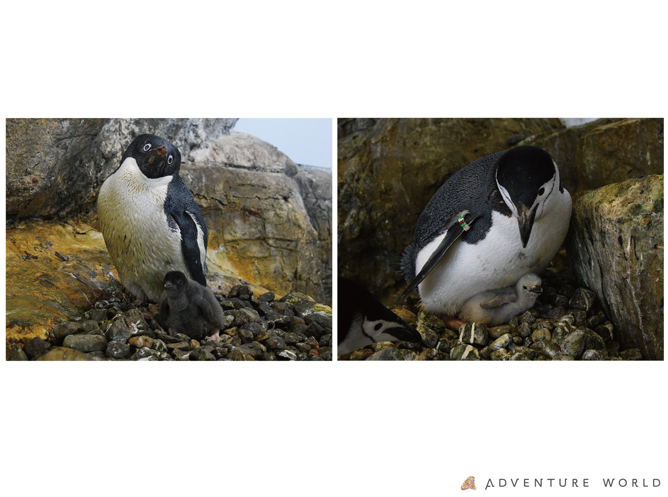 こころにスマイル 未来創造パークアデリーペンギン ヒゲペンギンの赤ちゃんが誕生しました トピックス アドベンチャーワールド