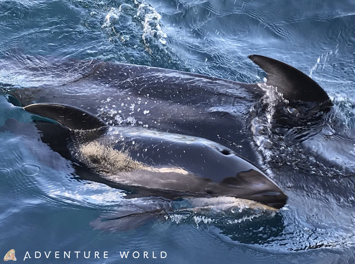 アドベンチャーワールド 鯨類繁殖プロジェクト２０１９年７月１５日生まれ カマイルカの子供が残念ながら死亡しました トピックス アドベンチャーワールド
