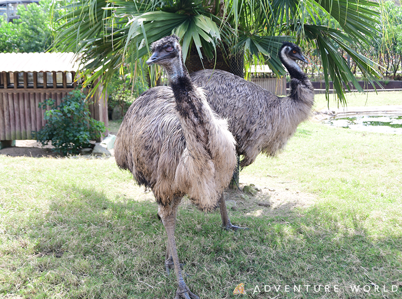 オーストラリア森林火災で被災した野生動物の保護活動支援として エミュー の羽根 ストラップを企画 販売し 売上金を全額寄付いたします トピックス アドベンチャーワールド