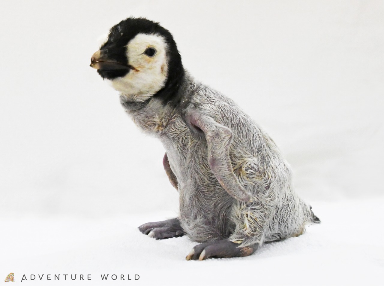 １０月９日 金 より エンペラーペンギンの赤ちゃんを公開します トピックス アドベンチャーワールド