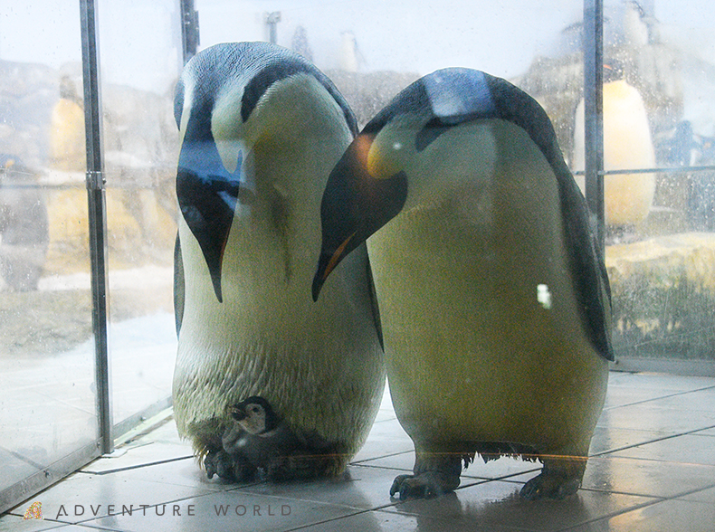 １０月２日生まれのエンペラーペンギンの赤ちゃんを 本日１０月１９日 月 より親鳥のもとへ返しました トピックス アドベンチャーワールド