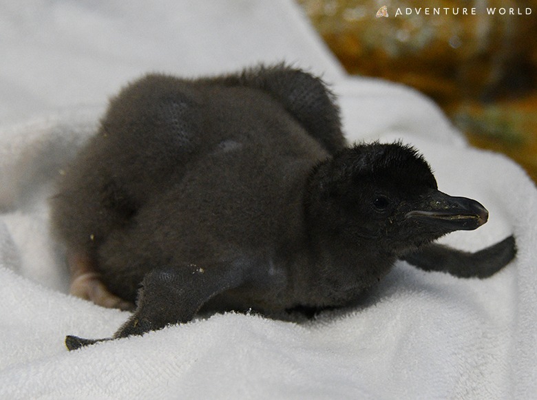 ６種類２５羽のペンギンの赤ちゃんが誕生しました トピックス アドベンチャーワールド