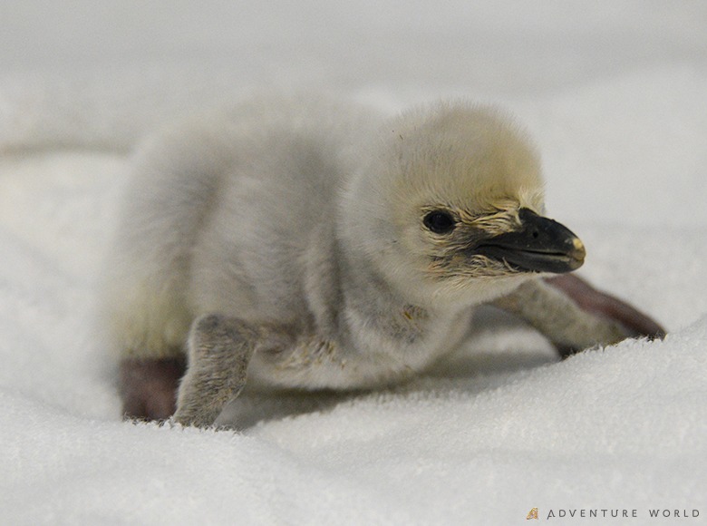 ６種類２５羽のペンギンの赤ちゃんが誕生しました トピックス アドベンチャーワールド