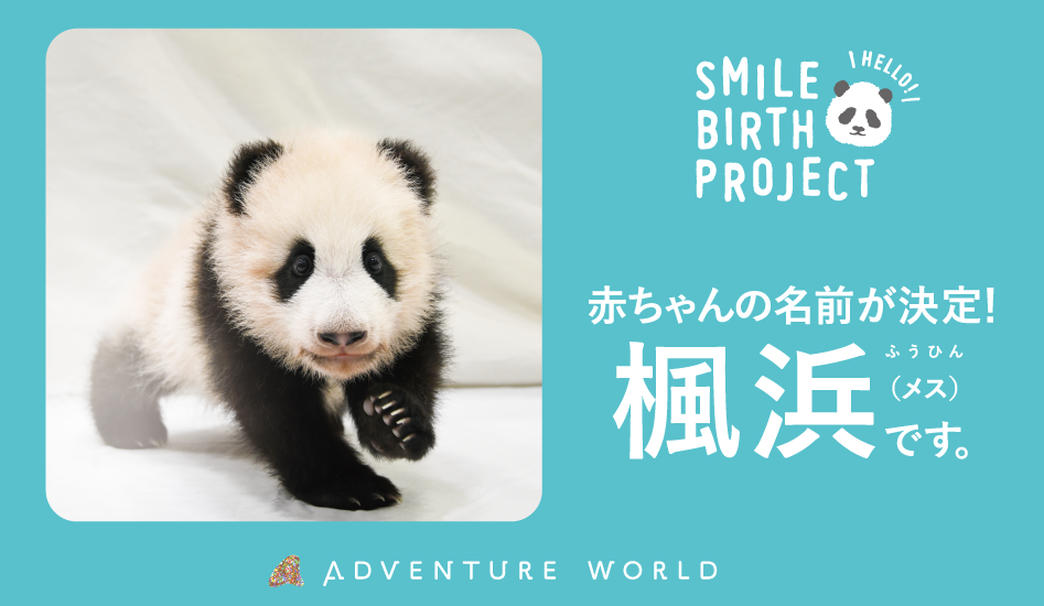 Smile Birth Project 命のバトンを 希望のバトンへ ２０２０年１１月２２日生まれのジャイアントパンダの赤ちゃん 名前が 楓浜 ふうひん に決定しました トピックス アドベンチャーワールド