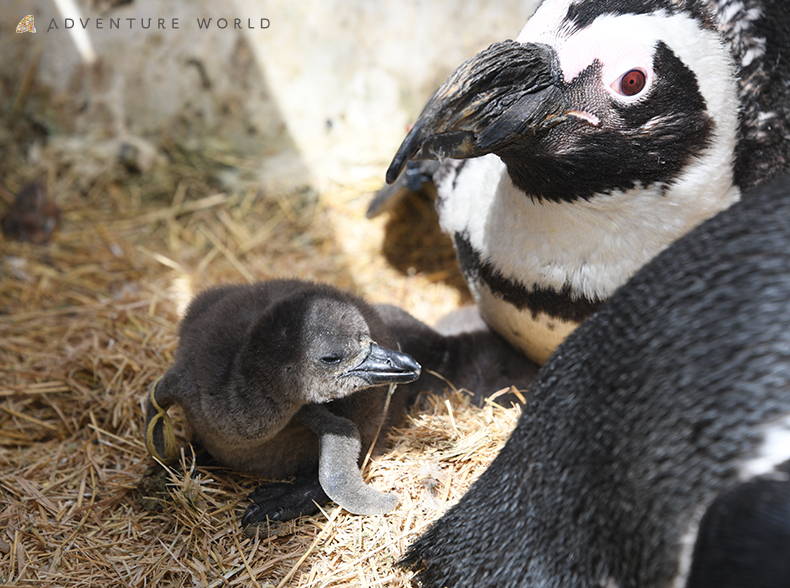 この春 ４羽のケープペンギンの赤ちゃんが誕生しました トピックス アドベンチャーワールド