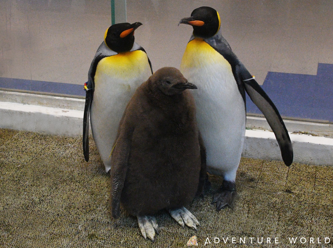 ２年連続キングペンギンの人工授精に成功しました トピックス アドベンチャーワールド