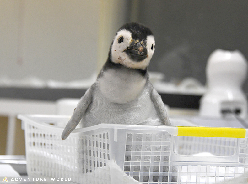 １０月１日生まれのエンペラーペンギンの赤ちゃん 育ての親に預け 自然育雛へのチャレンジを開始いたしました トピックス アドベンチャーワールド