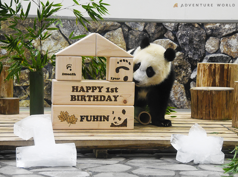 Happy Panda Fes ２０２１ 誕生日パーティー ジャイアントパンダの赤ちゃん 楓浜 ふうひん が１歳の誕生日 を迎えました トピックス アドベンチャーワールド