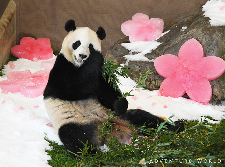 ジャイアントパンダ 桜浜 おうひん 桃浜 とうひん が７歳の誕生日を迎えました トピックス アドベンチャーワールド